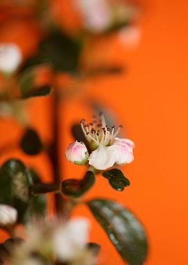 White cotoneaster flower