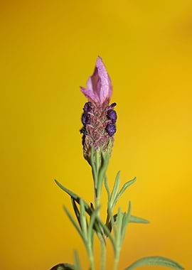 Lavandula flower blossoms