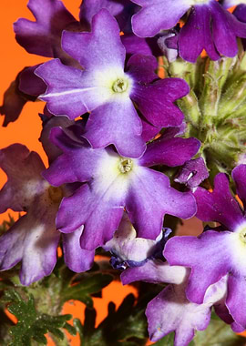 Verbena flower blossoming