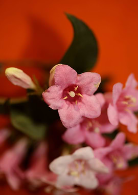 Weigela flower close up