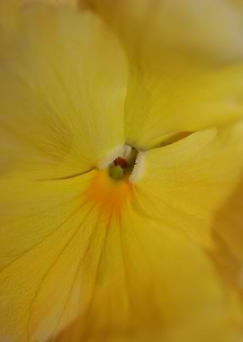 Yellow viola flower macro