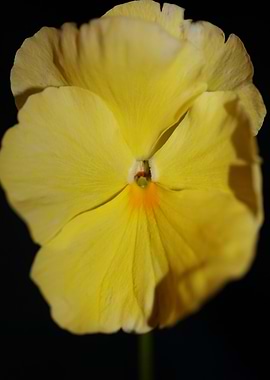 Yellow viola flower macro