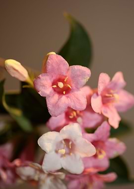 Weigela flower close up