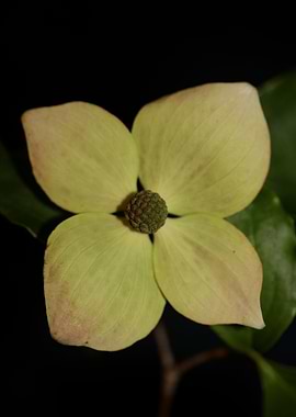 Cornus flower blossoming