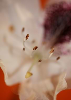 Rhododendron white flower