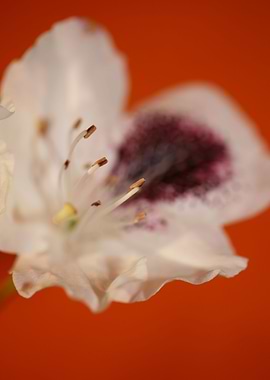 Rhododendron flower macro