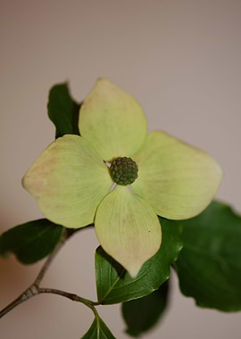 Cornus flower blossoming