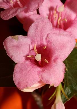 Weigela flower blossoming