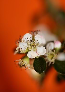 Cotoneaster flower blossom