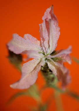 Lavandula flower blossoms