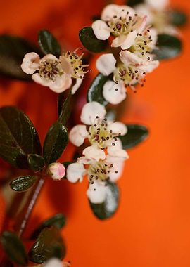 White cotoneaster flower