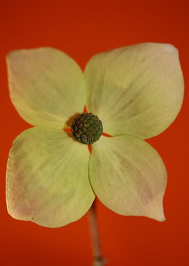 White cornus flower macro