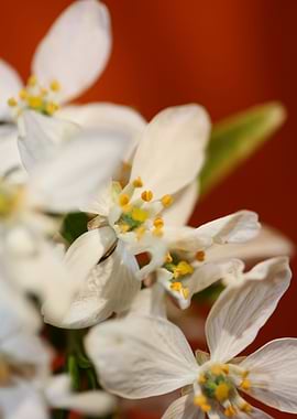 Choisya flower blossoming