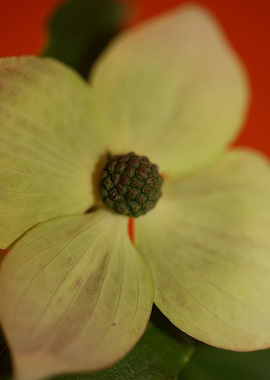 Cornus flowering close up