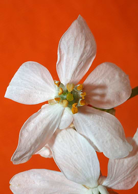 Choisya flower blossoming