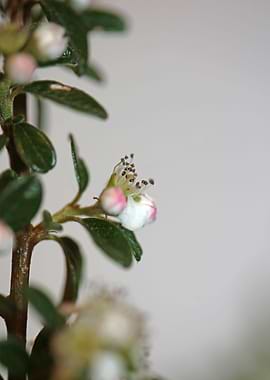 White cotoneaster flower