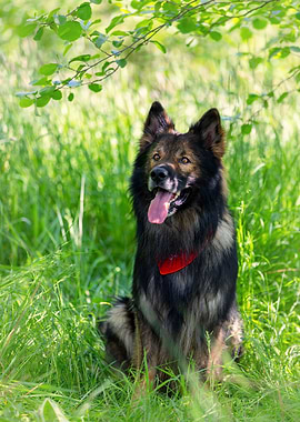 Dog, German Shepherd, pet