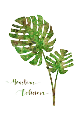Monstera deliciosa