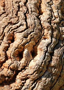 Tree Bark 3724