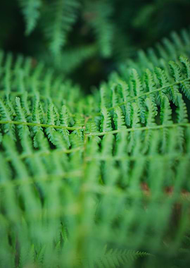 Fern Leaf