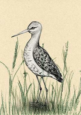 Blacktailed godwit