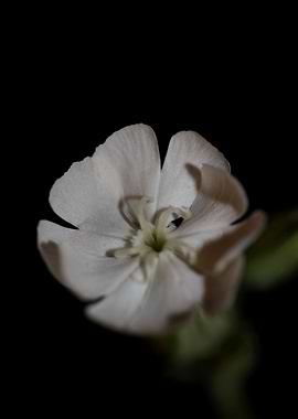 Silene latifolia flowering