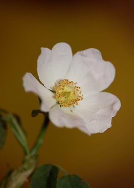 Wild white flower blossom