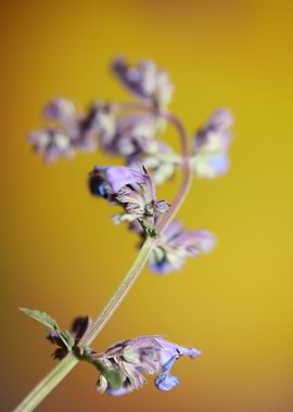 Nepeta flowering close up