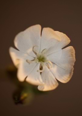 Silene flower blossoming