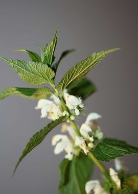 Lamium flower blossomming