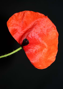 Papaver flower blossoming