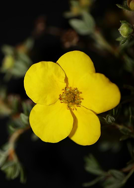 Dasiphora fruticosa flower