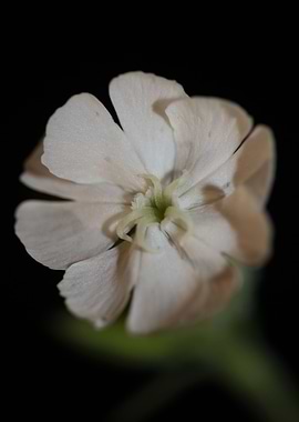 Silene flowering close up