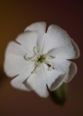 Silene flowering close up