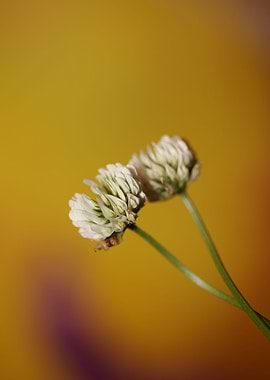 Trifolium flower close up