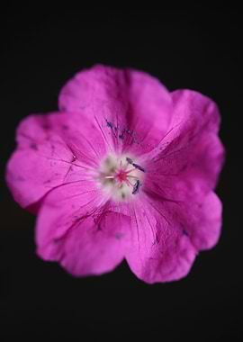 Geranium sanguineum flower