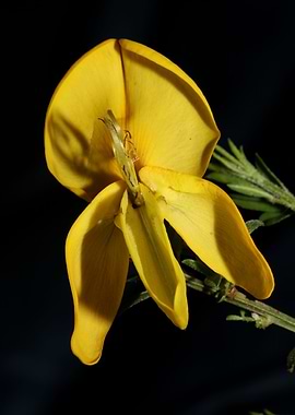 Yellow flower blossoming