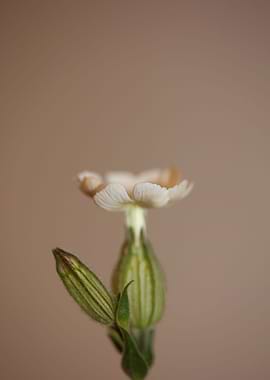 Silene latifolia flowering