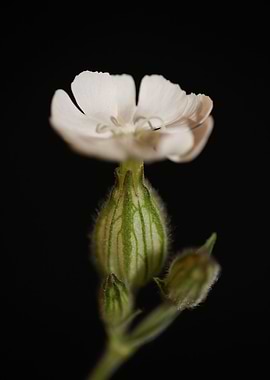 Silene flower blossoming