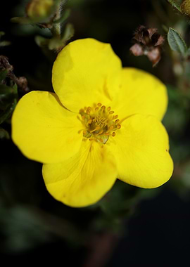 Dasiphora fruticosa flower