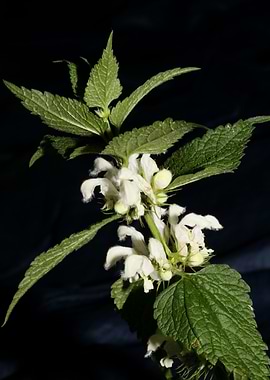 Lamium album flower macro