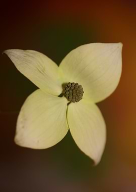 Cornus flower blossoming