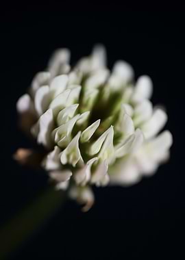 Trifolium nigrescens macro