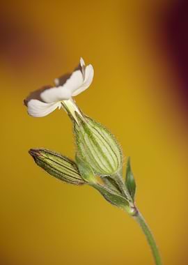 Silene flowering macro