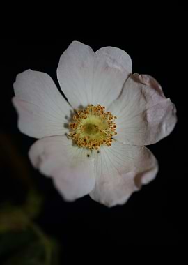 White rosa flower blossoms