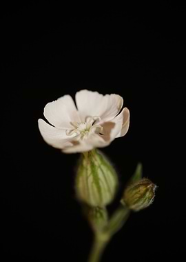 Silene flower blossoming