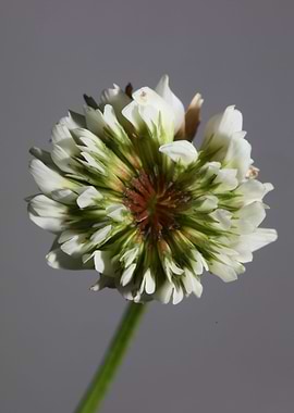 Trifolium nigrescens macro