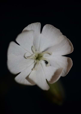 Silene flower blossoming