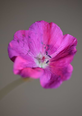 Geranium blossoms close up