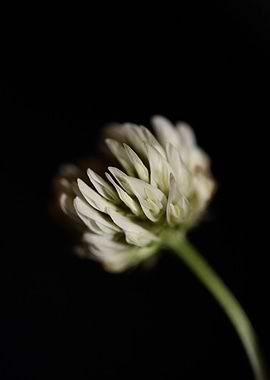 Trifolium nigrescens macro
